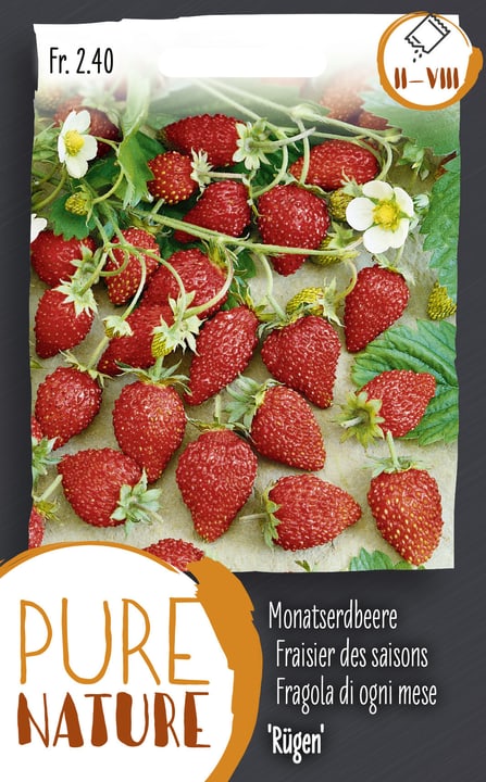 Image of Monatserdbeere 'Rügen' 25g Gemüsesamen bei Do it + Garden von Migros