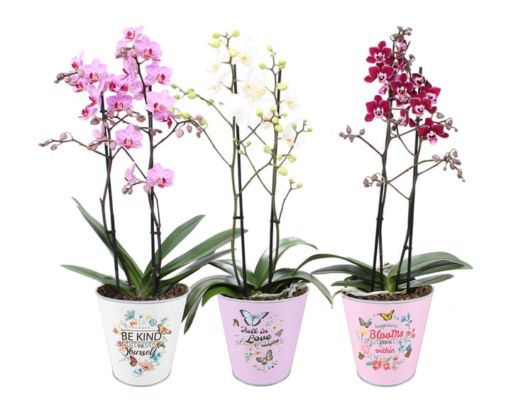 Image of Phalaenopsis Multiflora 2Tr. (4er Set) Ø12cm Grünpflanze bei Do it + Garden von Migros