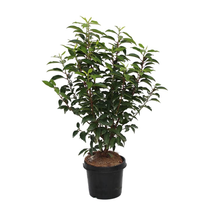 Image of Portugiesischer Lorbeer Prunus Angustifolia Ø19cm Heckenpflanze