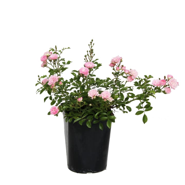 Image of Bodendeckerrose The Fairy 3.5l Rose bei Do it + Garden von Migros