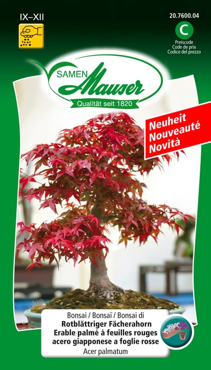 Image of Samen Mauser Bonsai Rotblättriger Fächerahorn Blumensamen