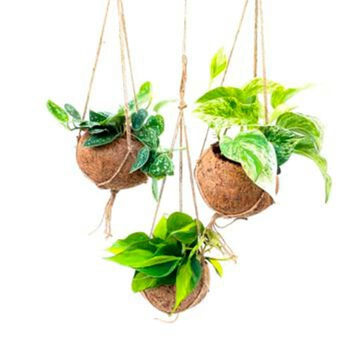 Image of Kokodama Scindapsus Ampel 15cm 5set Grünpflanze