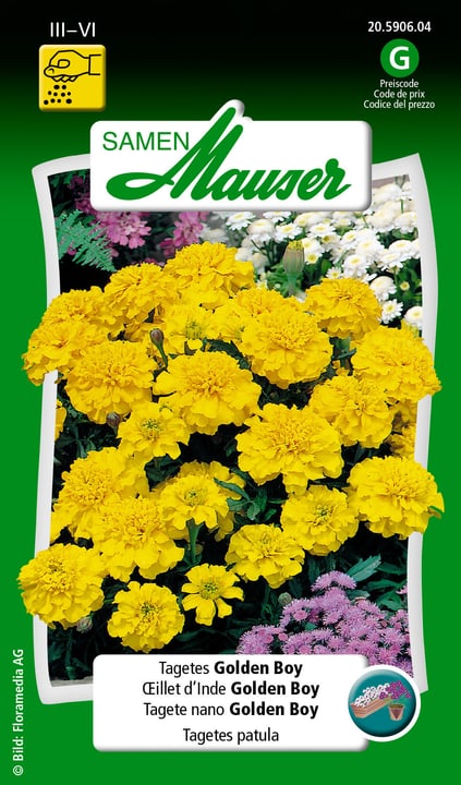 Image of Samen Mauser Tagetes Golden Boy Blumensamen