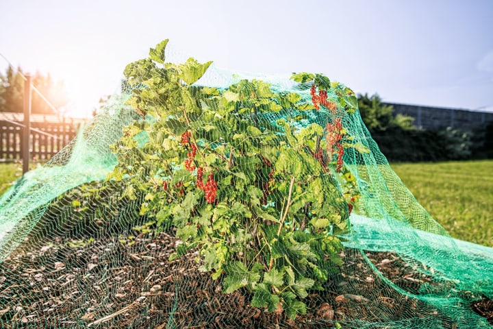 Windhager Rete protezione contro uccelli Aiuti per il giardinaggio Rete protezione contro uccelli Aiuti per il giardinaggio Windhager 631113400000 N. figura 1