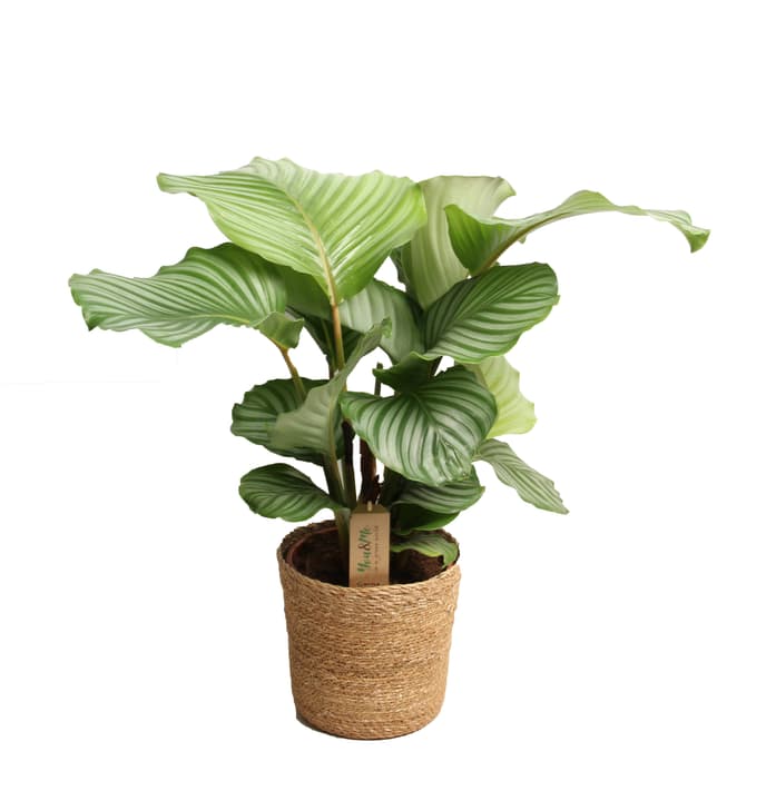 Image of Calathea Orbifolia Ø21cm Grünpflanze bei Do it + Garden von Migros