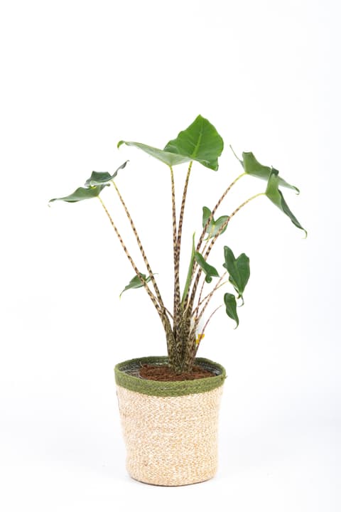 Image of Alocasia zebrina Ø14cm Grünpflanze bei Do it + Garden von Migros