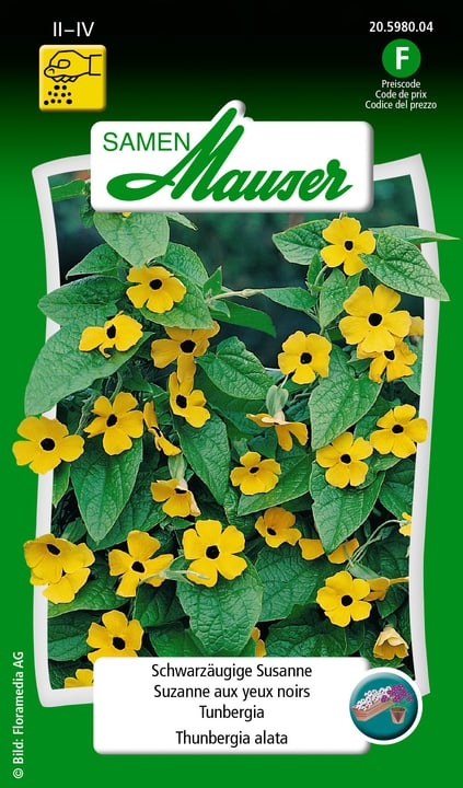 Image of Samen Mauser Schwarzäugige Susanne Blumensamen