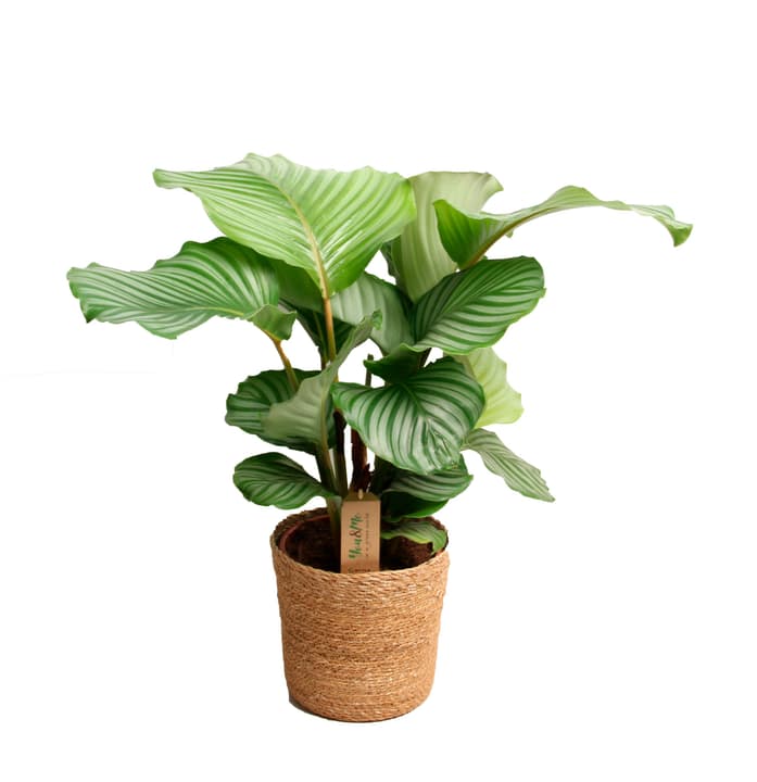 Image of Korbmarante Calathea Orbifolia im Korb Ø21cm Blattschmuckpflanze bei Do it + Garden von Migros