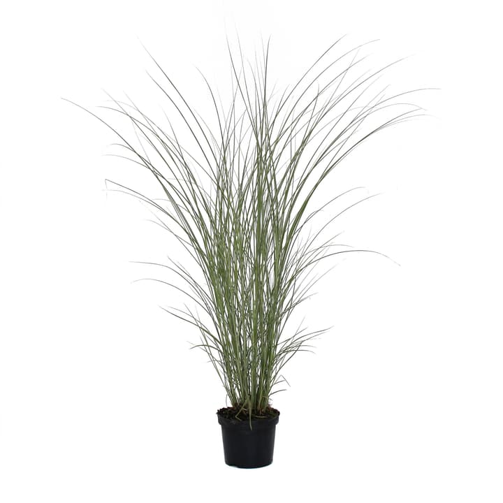 Image of Chinaschilf Miscanthus Morning Light Ø19cm Ziergras bei Do it + Garden von Migros