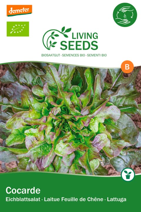 Image of Living Seeds grüner Eichblatt Salat, Cocarde Gemüsesamen