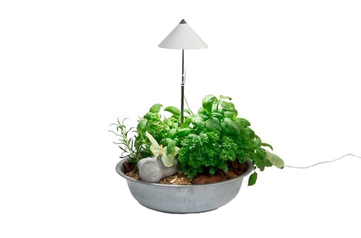 Image of SUNLiTE Pflanzenlampe bei Do it + Garden von Migros