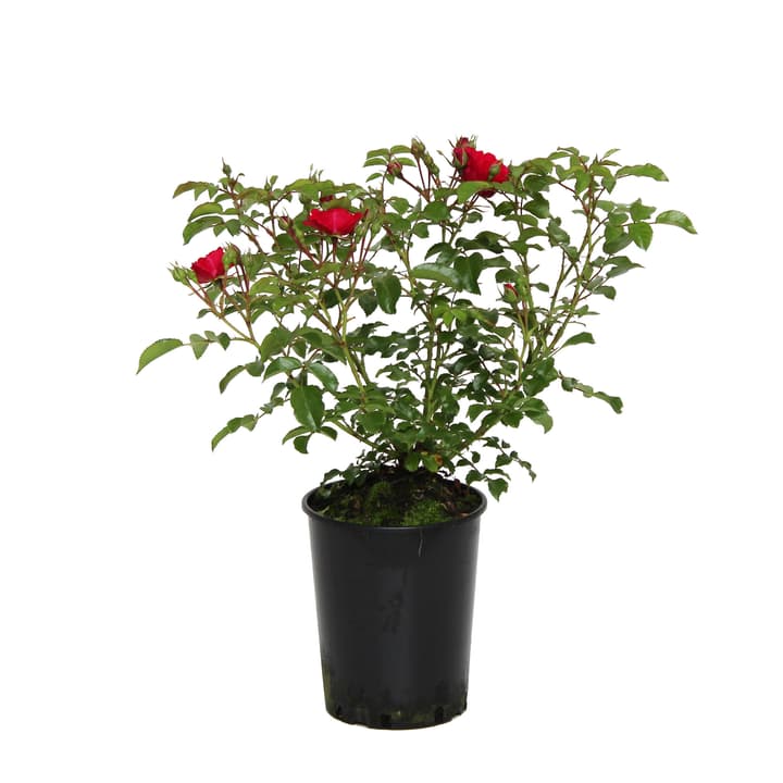 Image of Bodendeckerrose Heidefeuer 3.5l Rose bei Do it + Garden von Migros