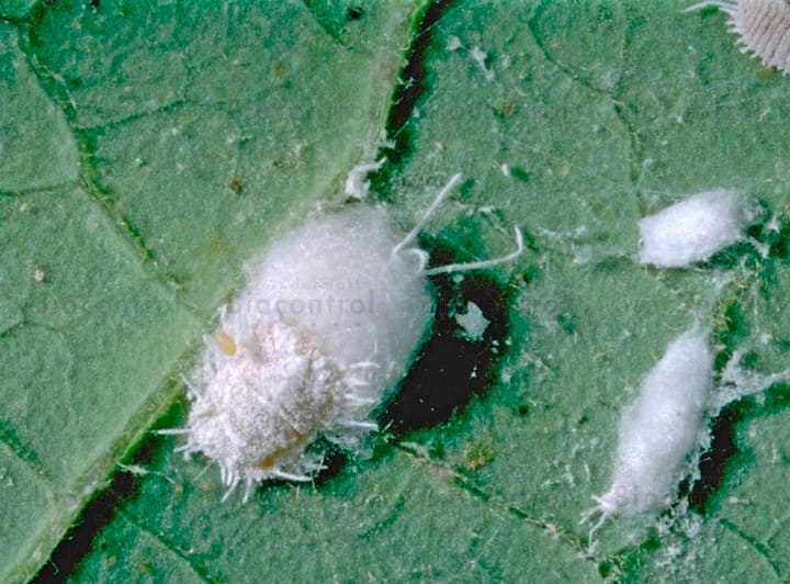 Image of Andermatt Biogarten Promanal Neu 1 Liter Flüssigdünger