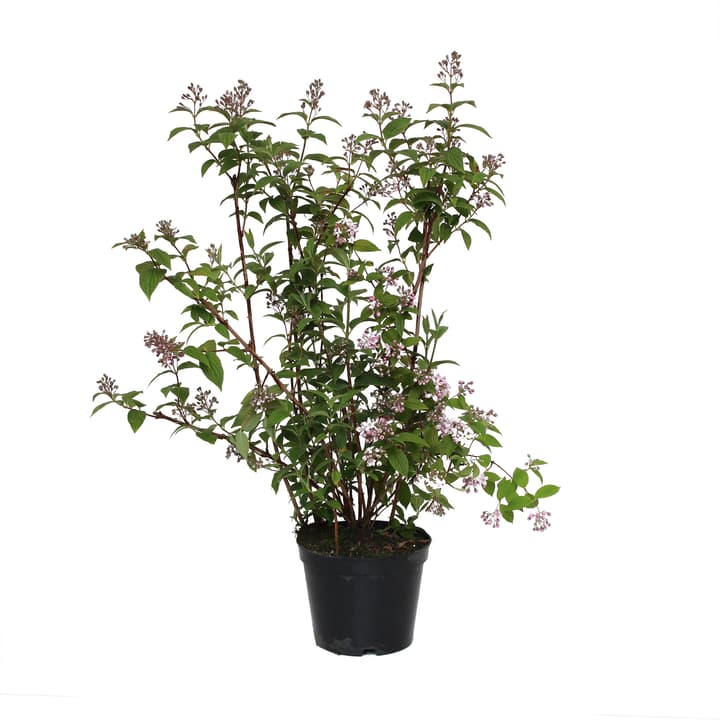 Image of Deutzie Deutzia Mont Rose 5l Ziergehölz bei Do it + Garden von Migros