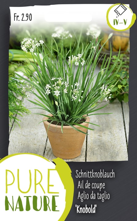 Image of Schnittknoblauch 'Knobold' mehrjährig 1g Kräutersamen bei Do it + Garden von Migros