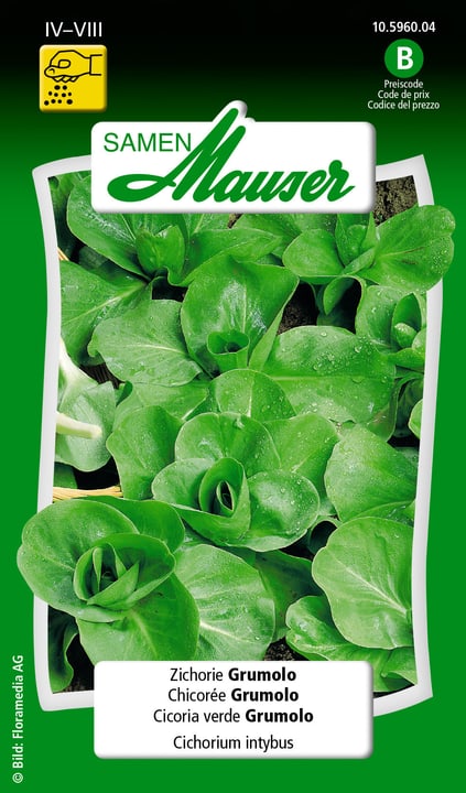 Image of Samen Mauser Zichorie Grumolo Gemüsesamen bei Do it + Garden von Migros