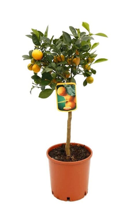 Image of Citrus Calamondin Stamm Ø20cm Zitruspflanze