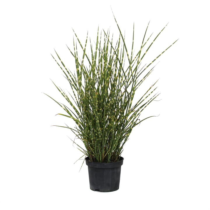 Image of Chinaschilf Miscanthus Strictus Ø19cm Ziergras bei Do it + Garden von Migros