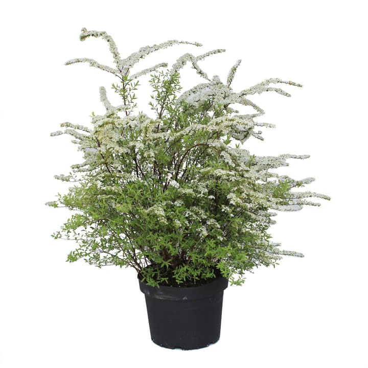 Image of Weisse Rispen-Spiere 10l Laubgehölze