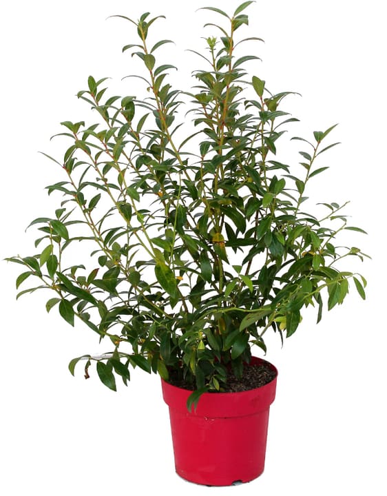 Image of Heidelbeere Pink Lemonade 4l Beerenobst
