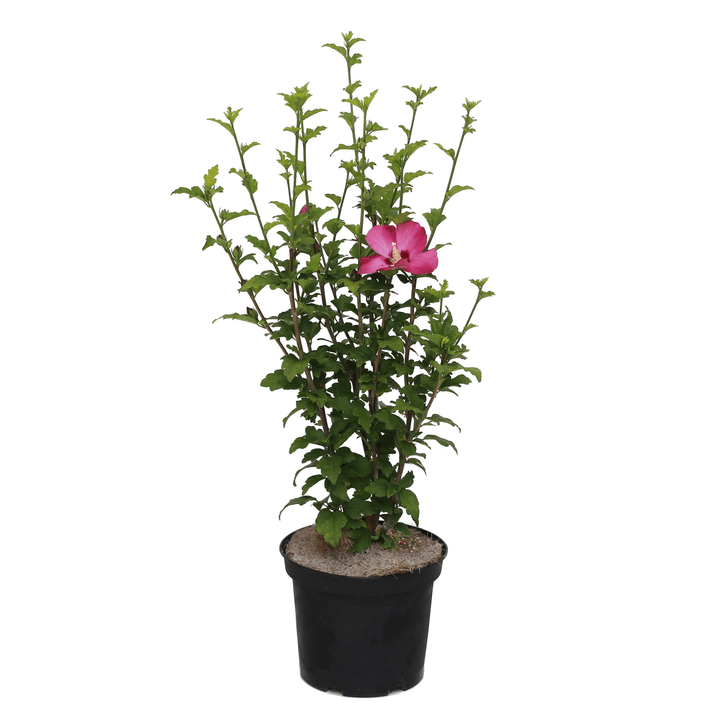 Image of Garten-Hibiskus Hibiscus Woodbridge Ø22cm Ziergehölz bei Do it + Garden von Migros