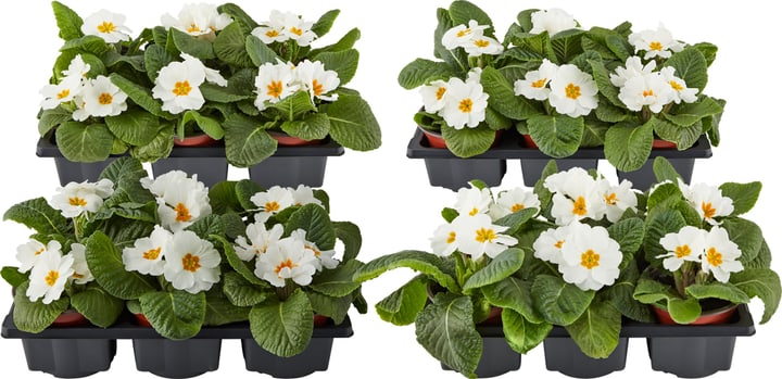 Primula bianco (set da 24) Ø9cm