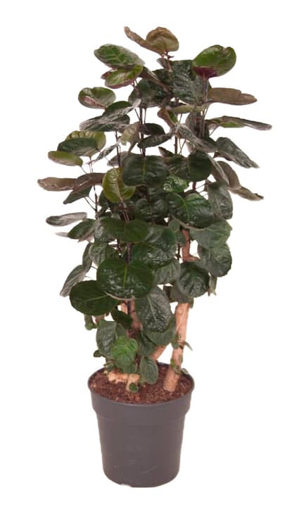Image of Fiederaralie Polyscias Fabian Ø27cm Grünpflanze