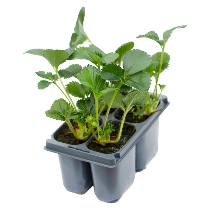 Image of Erdbeere Siskeep Fragaria (24er Set) 17x11cm Beerenobst
