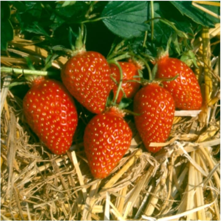 Erdbeere Gariguette 6er Erdbeere Gariguette 6er 308805800000 Bild Nr. 1