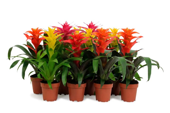 Image of Guzmanie Guzmania (8er Set) Ø12cm Blühpflanze