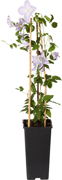 Clematis Hybriden hellblau 14cm Clematis Hybriden hellblau 14cm 306098300000 Bild Nr. 1