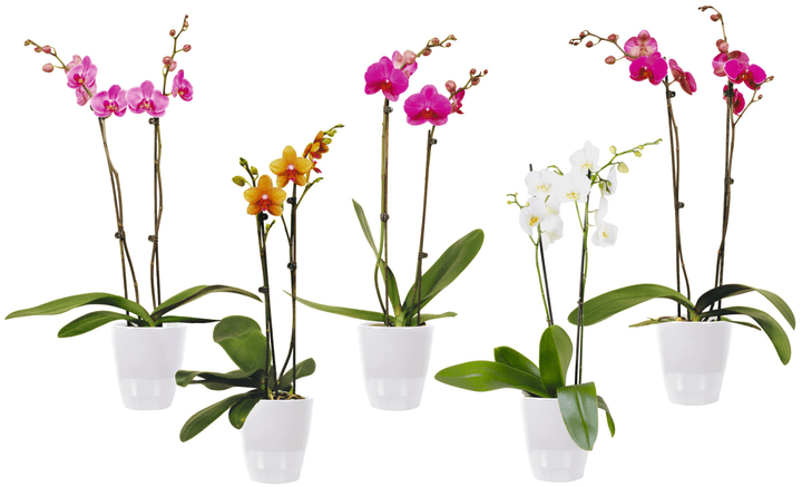 Phalaenopsis 2 Triebe Phalaenopsis 2 Triebe 300167100000 Bild Nr. 1