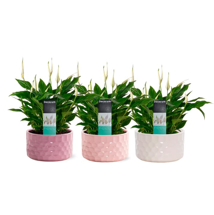 Image of Spathiphyllum Chopin in Schale 17cm 3er Set Grünpflanze