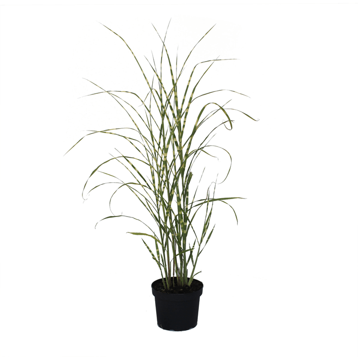 Image of Chinaschilf Misanthus Zebrinus Ziergras bei Do it + Garden von Migros