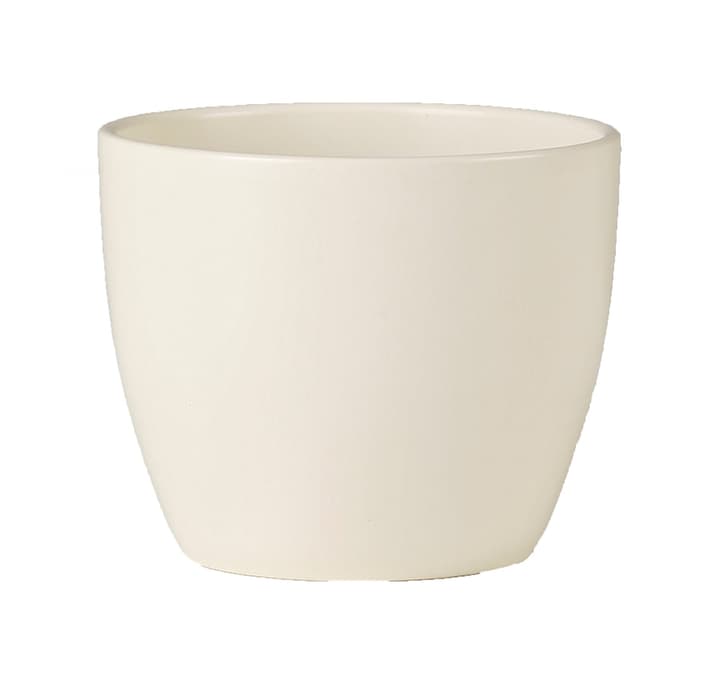 Scheurich Coprivaso lucido Coprivaso lucido Scheurich 657435600000 Taglio ø: 22.0 cm Colore Beige N. figura 1