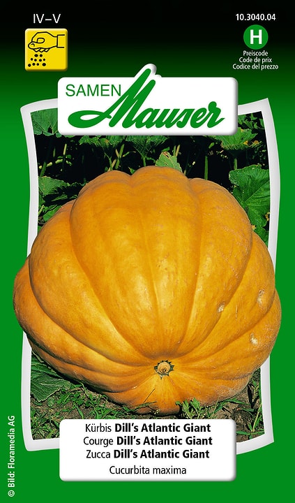Image of Samen Mauser Kürbis Dill's Atlantic Giant Gemüsesamen bei Do it + Garden von Migros