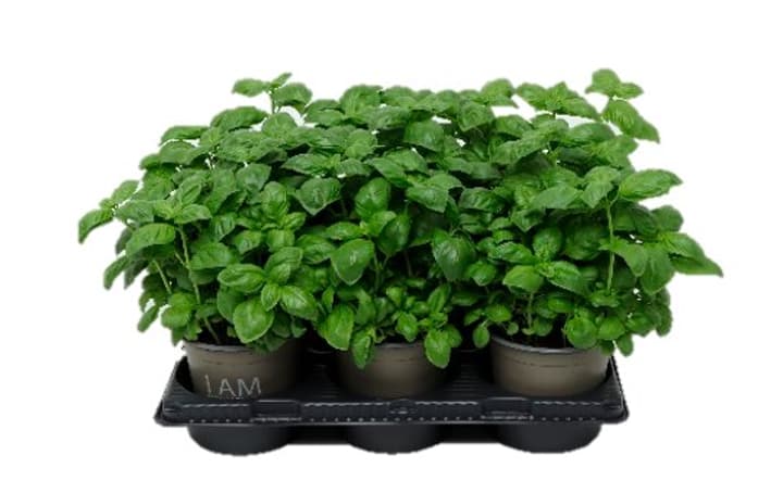 Image of Bio Basilikum Ocimum basilicum (6er Set) im Cup Ø13cm Kräuterpflanze