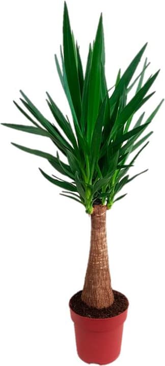 Image of Palmlilie Yucca elephantipes Ø24cm Grünpflanze
