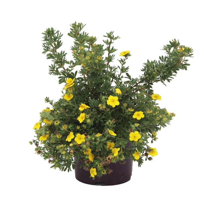 Image of Fingerstrauch Potentilla Sommerflor 3.5l Ziergehölz bei Do it + Garden von Migros