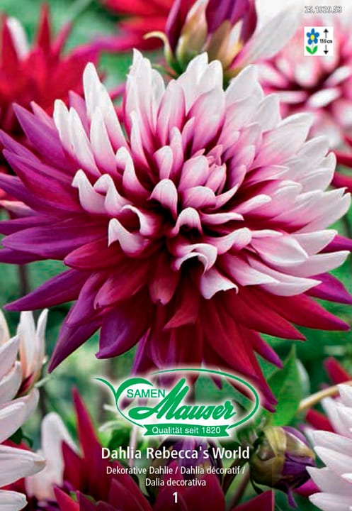 Image of Samen Mauser Dahlie Rebecca’s World Seerosen-Dahlien Blumenzwiebeln