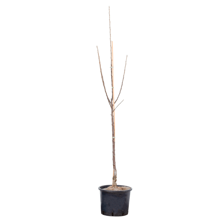Image of Apfel Topaz Malus 10l Obstbaum