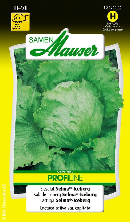 Image of Samen Mauser Eissalat Selma®-Iceberg Gemüsesamen