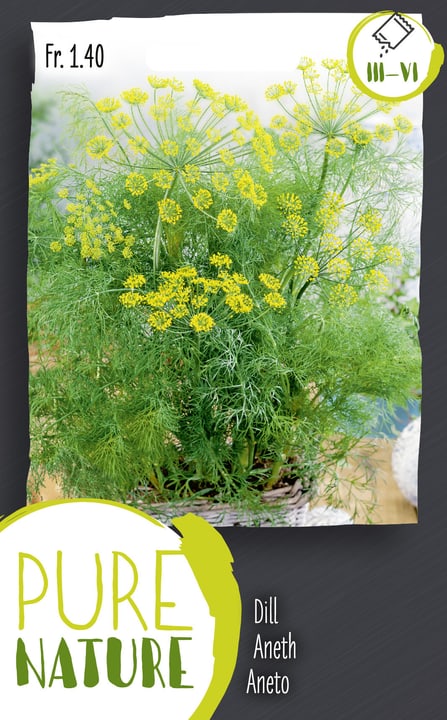 Image of Dill einjährig 2.5g Kräutersamen bei Do it + Garden von Migros