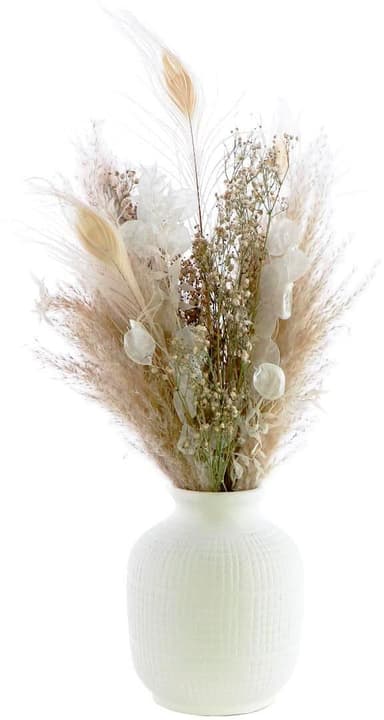 Image of Soli Collection Trockenblumen Gyps 55 cm, Naturfarben