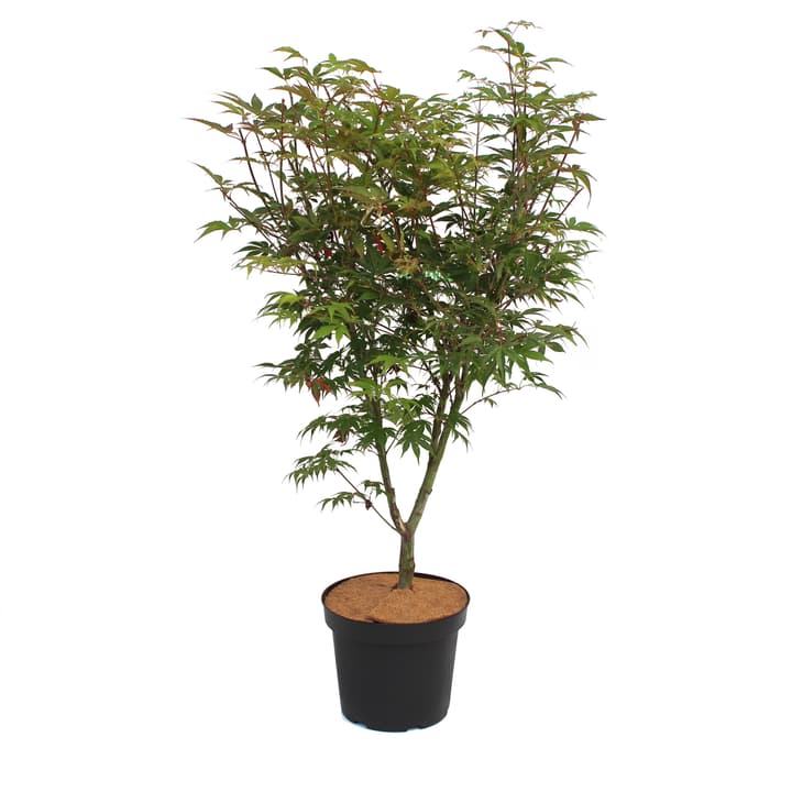 Image of Japanischer Ahorn Acer Osakazuki 7l Ziergehölz bei Do it + Garden von Migros