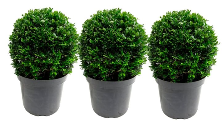 Image of Stechpalme Ilex crenata (3er Set) Ø17cm Ziergehölz bei Do it + Garden von Migros