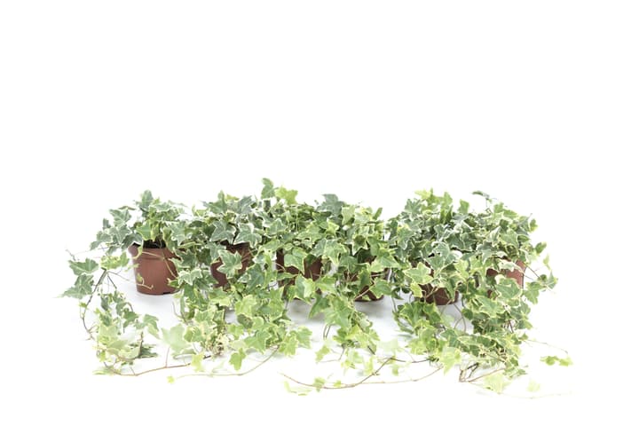 Image of Hedera helix gelb-bunt (6er Set) Ø13cm Grünpflanze