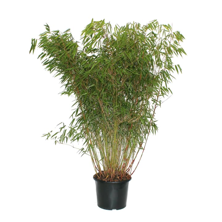 Image of Bambus Fargesia Asian Wonder 15l Ziergehölz