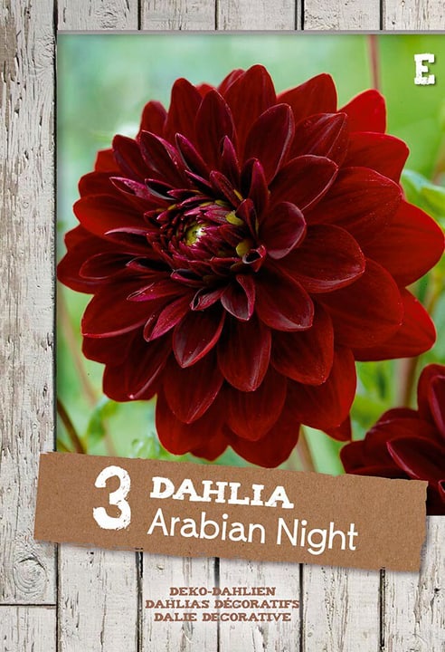 Image of Dahlie Arabian Night, 3 stück Blumenzwiebel