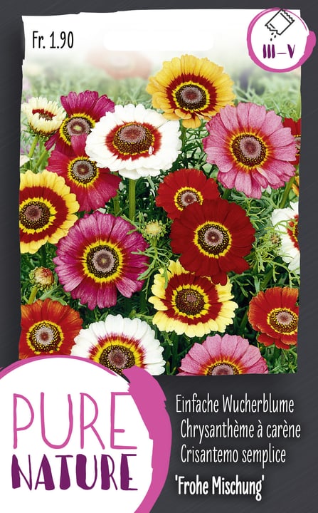 Image of Einfache Wucherblume 'Frohe Mischung' 1g Blumensamen bei Do it + Garden von Migros